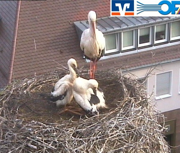 adelsdorf1.jpg