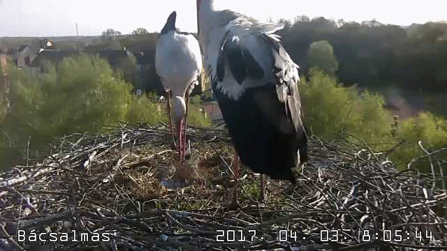 anigif.gif