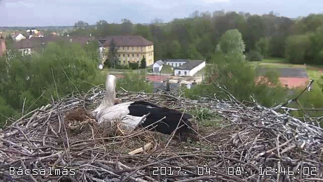 anigif.gif