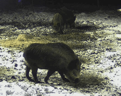 pigs2.gif