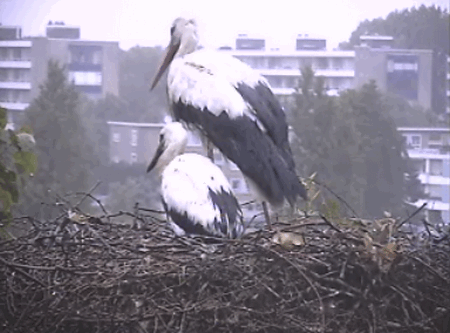 2009-06-11_054925.gif
