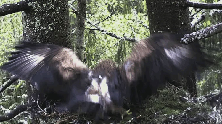 2009-06-11_080737.gif