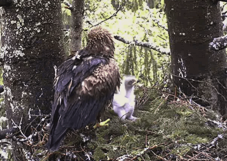 2009-06-11_080858.gif