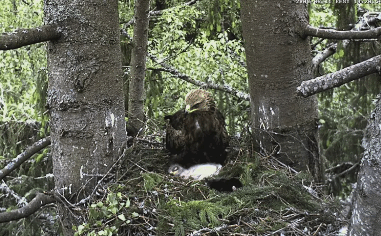 2009-06-11_182113.gif