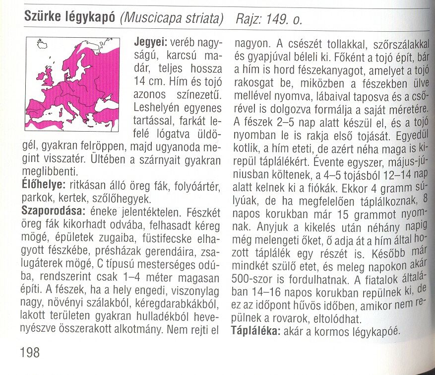 Szürke légykapó ism.jpg