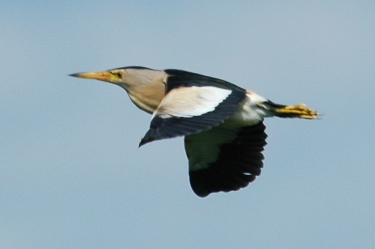 kicsigém.jpg