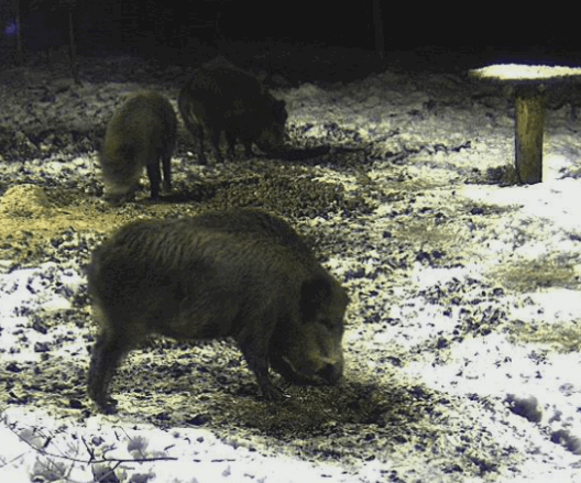 pigs4.gif