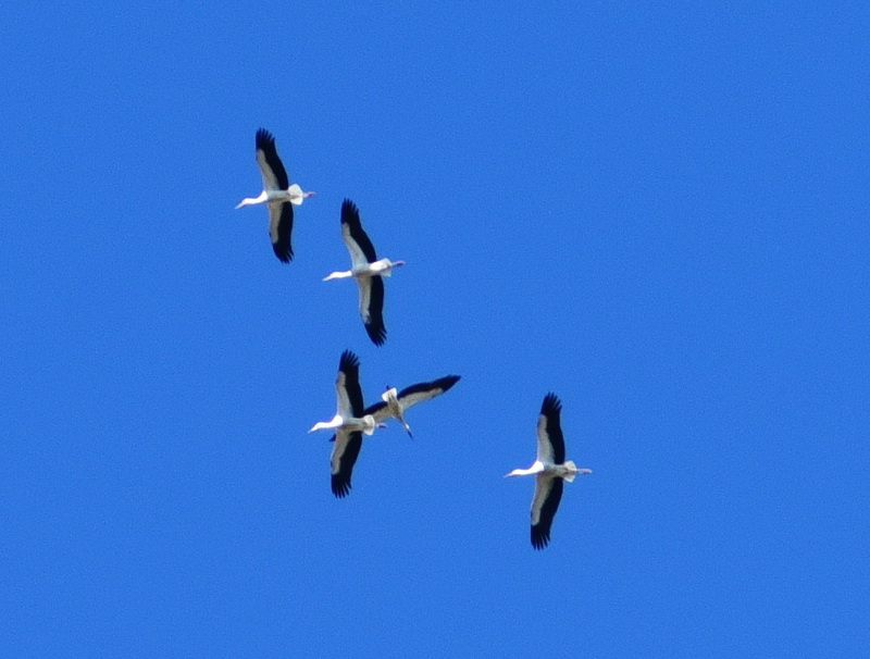 g005.JPG