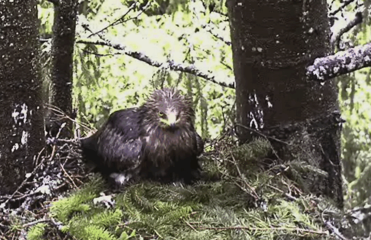 2009-06-13_194544.gif