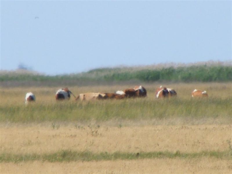 DSCF5919 (Medium).JPG