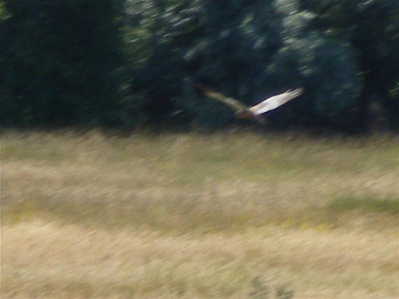 DSCF5926 (Medium).JPG