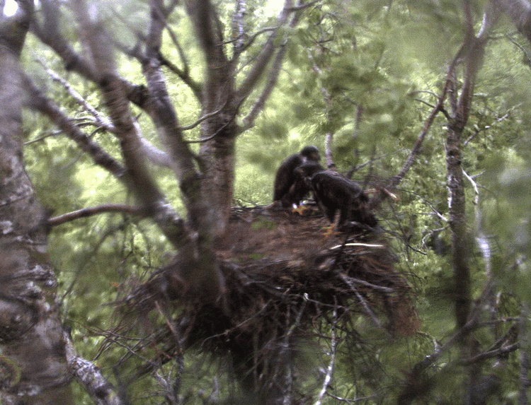 2009-06-14_193801.gif