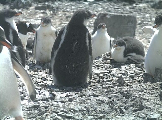 Pingvin_ovi1.JPG