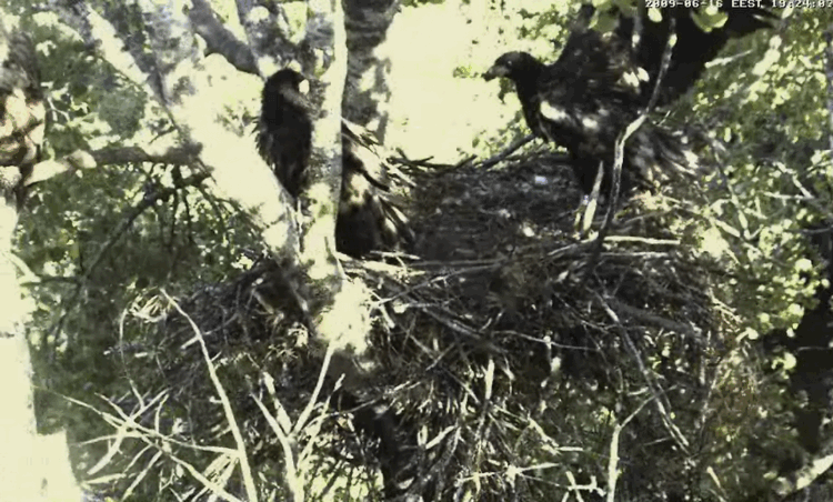 2009-06-16_184159.gif