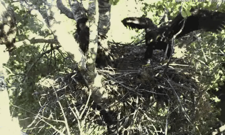 2009-06-16_184318.gif