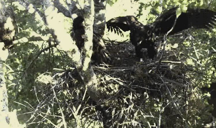 2009-06-16_184345.gif