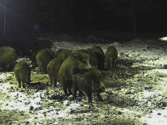 pigs12.gif