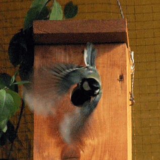 2009-06-17_202049.gif