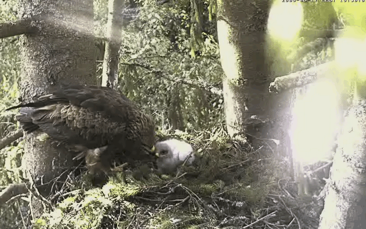2009-06-17_210910.gif