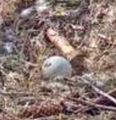 StyleCapture_2018-04-23_15-31-30_638.jpg