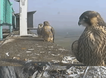 2009-06-18_062641.gif