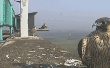 2009-06-18_062719.gif