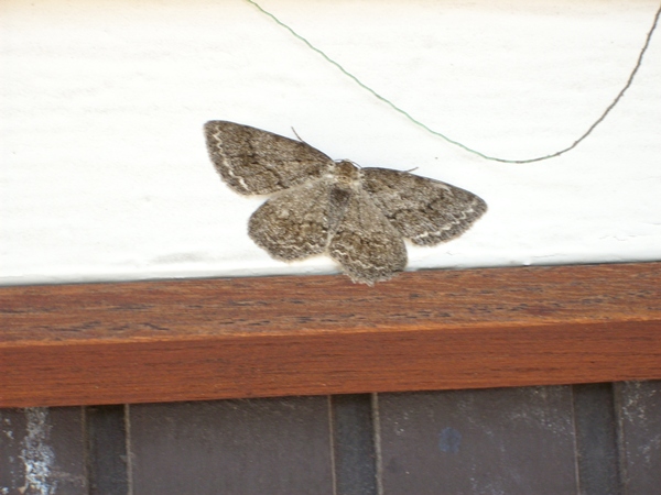 Lepke 002k.jpg
