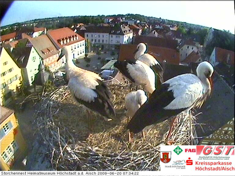 storch_cam_pic.jpg