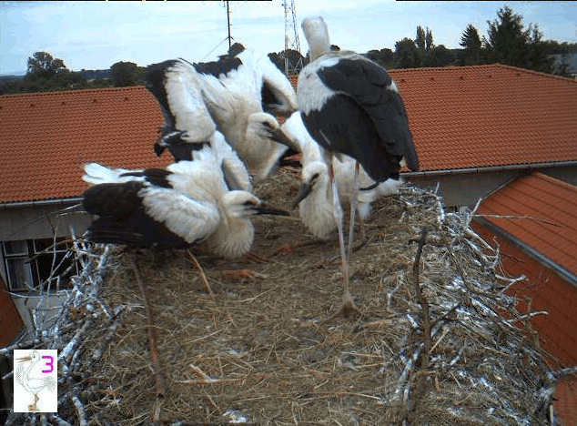 2009-06-20_104319.gif