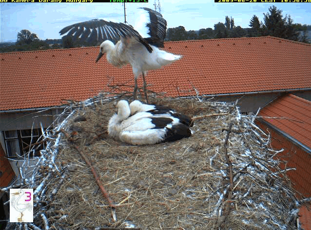 2009-06-20_105614.gif