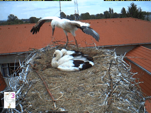 2009-06-20_105626.gif