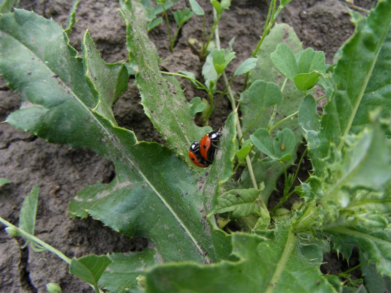 DSCF6102 (Medium).JPG
