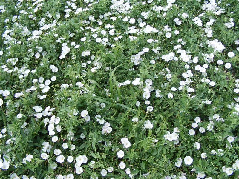DSCF6101 (Medium).JPG