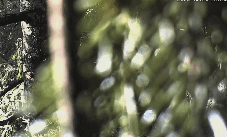 2009-06-20_182224.gif