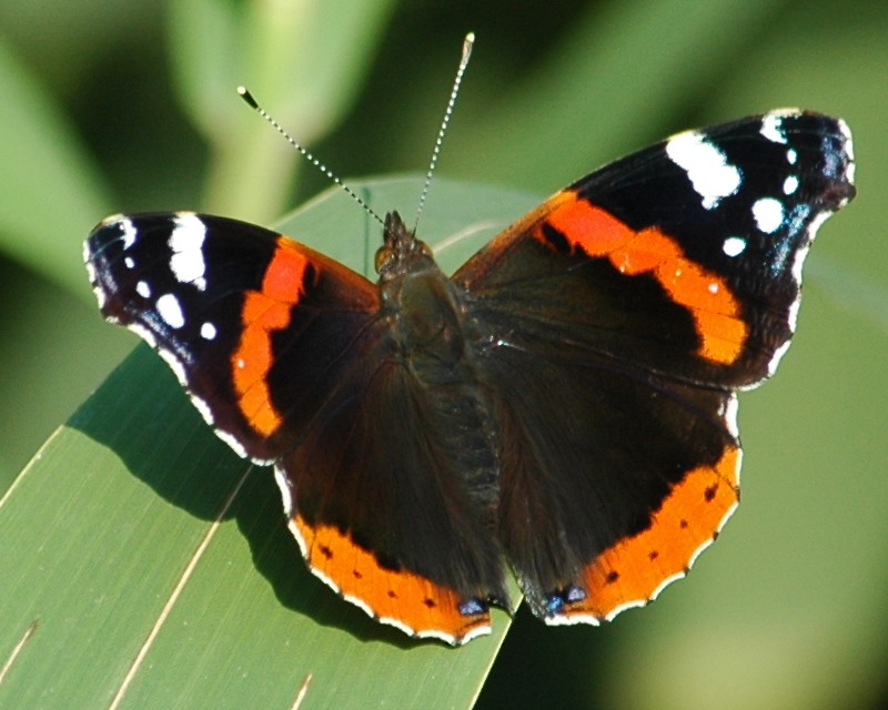2009.06.19 509.jpg