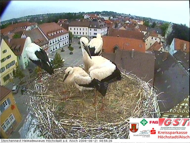 storch_cam_pic.jpg
