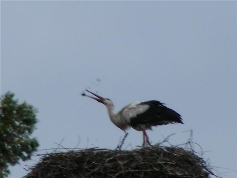 DSCF6148 (Medium).JPG