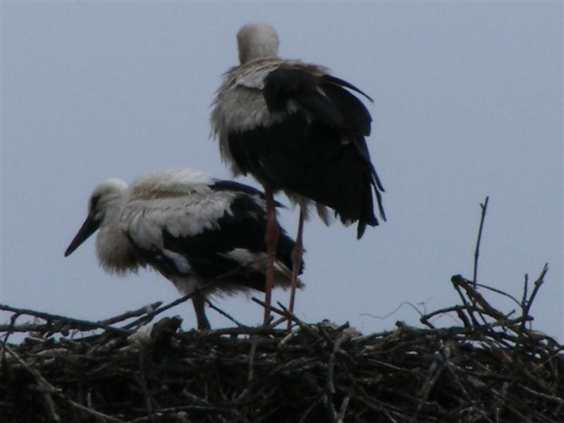 DSCF6121 (Medium).JPG