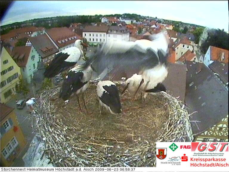 storch7.jpg