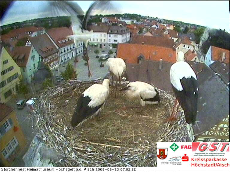 storch9.jpg