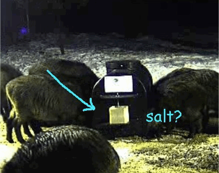 2009-03-10_201749.gif
