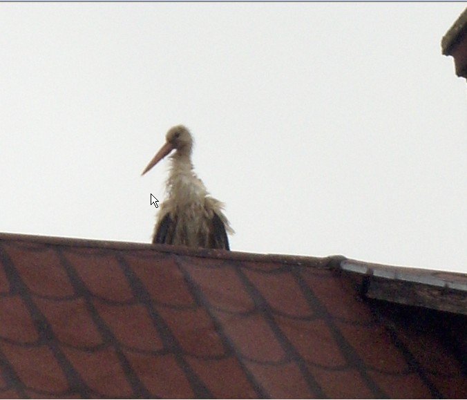 2009-06-25_183010.jpg