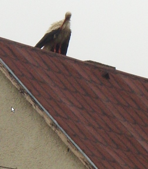 2009-06-25_183119.jpg