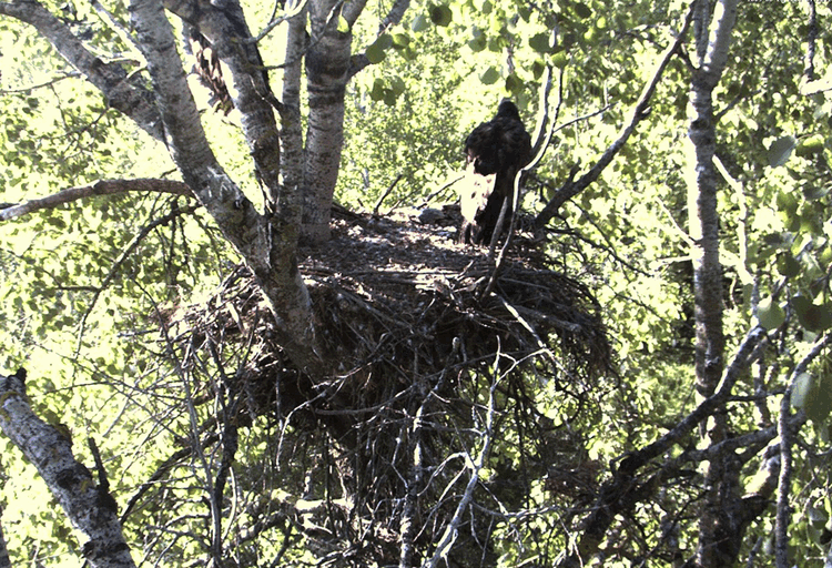 2009-06-26_062351.gif