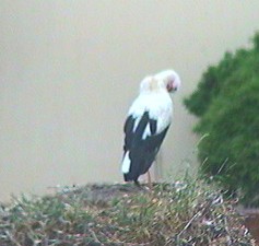 2009-06-27_062418.jpg
