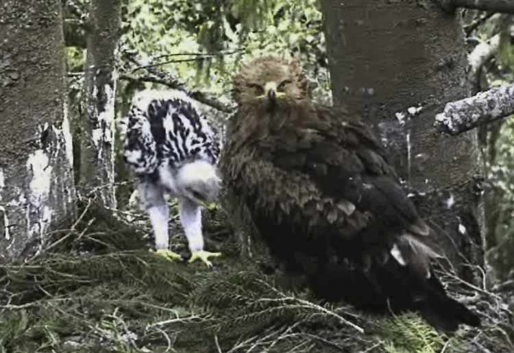 2009-06-27_180942.gif