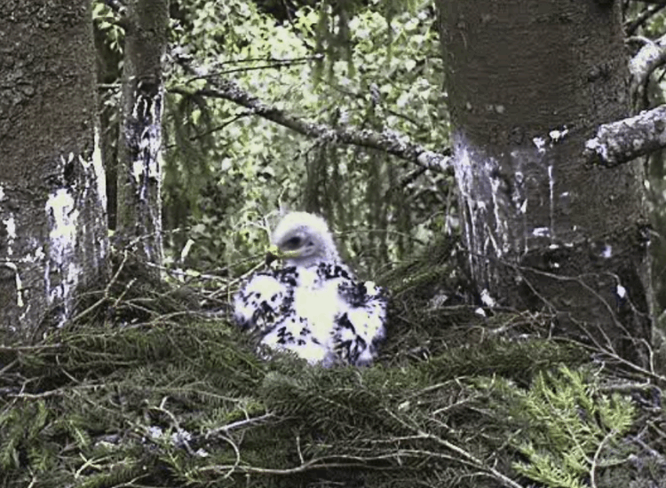 2009-06-27_181052.gif