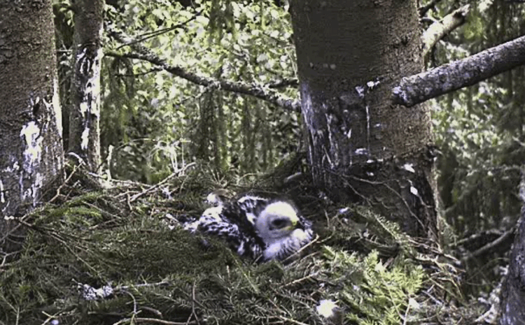 2009-06-28_060927.gif