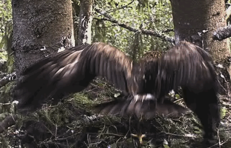 2009-06-28_102752.gif