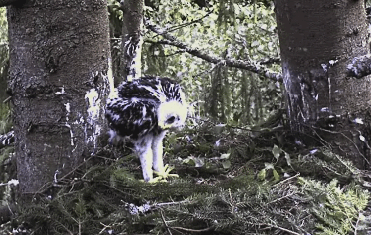 2009-06-28_103728.gif